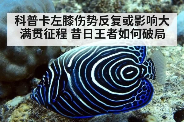 科普卡左膝伤势反复或影响大满贯征程 昔日王者如何破局